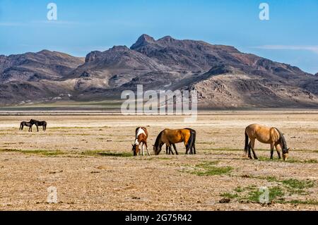 Cavalli selvatici che pascolano nella Dugway Valley, Pony Express Trail, Back Country Byway, Great Basin, Utah, STATI UNITI Foto Stock