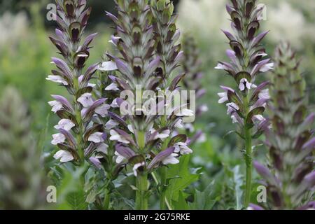 Un closeup di braghe di orso, Acanthus mollis. Messa a fuoco selezionata. Foto Stock