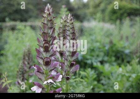 Un closeup di braghe di orso, Acanthus mollis. Messa a fuoco selezionata. Foto Stock