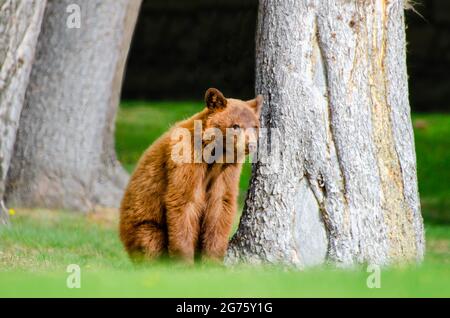 Cub all'orso marrone color cannella Foto Stock