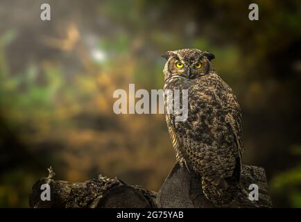 Grande gufo con cavalli nei boschi dell'Alaska Foto Stock