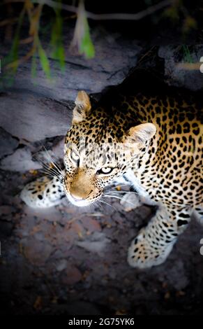 Leopardo Foto Stock