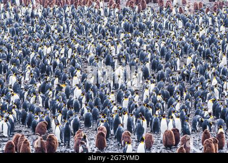 Una colonia di 500000 pinguini re nella Georgia del Sud. È possibile vedere entrambi gli adulti in giovani che sembrano personaggi fumetti soffici Foto Stock