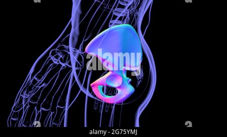 Anatomia umana Skeleton o osso pelvico per l'illustrazione 3D di concetto medico Foto Stock