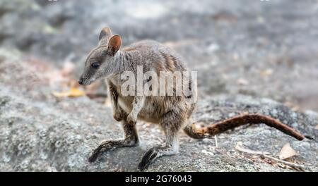 Wallaby di roccia Foto Stock