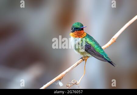 Ruby Throated Hummingbird Foto Stock