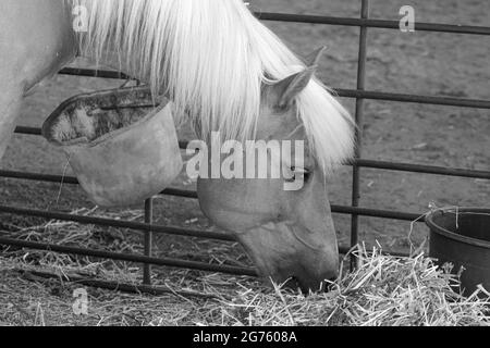 Incredibile cavallo marrone mangiare paglia nella stalla Foto Stock