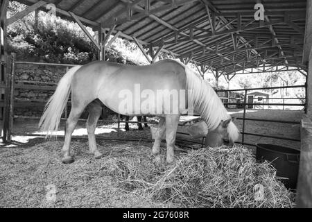 Incredibile cavallo marrone mangiare paglia nella stalla Foto Stock