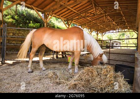 Incredibile cavallo marrone mangiare paglia nella stalla Foto Stock