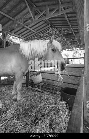 Incredibile cavallo marrone mangiare paglia nella stalla Foto Stock