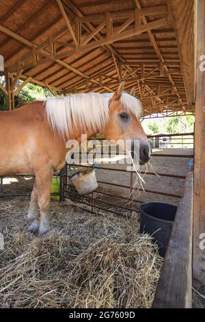 Incredibile cavallo marrone mangiare paglia nella stalla Foto Stock