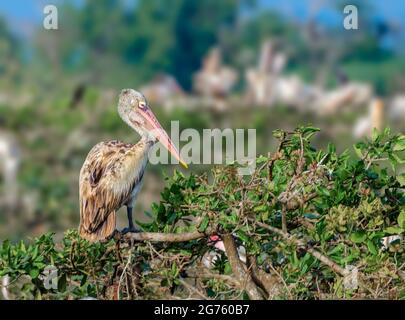 Spot fatturati Pellicano Foto Stock