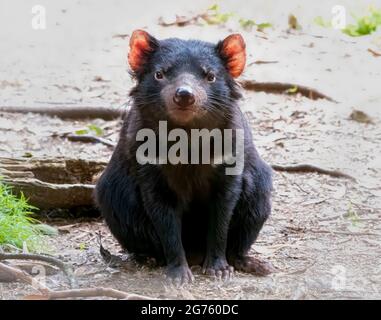 Diavolo della Tasmania Foto Stock