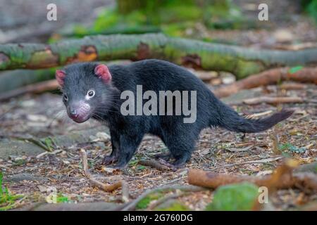 Diavolo della Tasmania del bambino Foto Stock