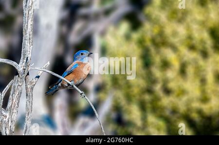 Western Bluebird Foto Stock