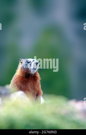 Marmotta Foto Stock