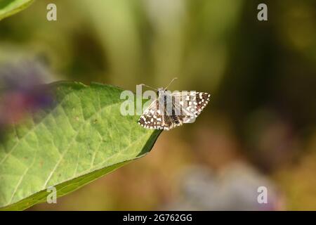 Grizzled Skipper farfalla a riposo al sole. East Sussex, Inghilterra, Regno Unito. Foto Stock