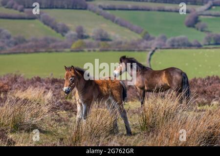 Un pony Exmoor e un nemico sul Parco Nazionale Exmoor nel Somerset Ovest. Foto Stock