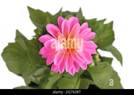 Primo piano del fiore rosa di Dahlia isolato su sfondo bianco Foto Stock