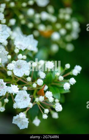 Spettacolare Kalmia latifolia 'fascino rosa', alloro di montagna 'fascino rosa' boccioli e fiori in primo piano. Ritratto di piante naturali Foto Stock