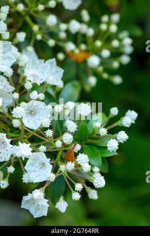 Spettacolare Kalmia latifolia 'fascino rosa', alloro di montagna 'fascino rosa' boccioli e fiori in primo piano. Ritratto di piante naturali Foto Stock