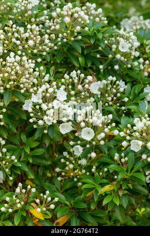 Spettacolare Kalmia latifolia 'fascino rosa', alloro di montagna 'fascino rosa' boccioli e fiori in primo piano. Ritratto di piante naturali Foto Stock