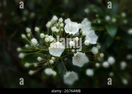 Spettacolare Kalmia latifolia 'fascino rosa', alloro di montagna 'fascino rosa' boccioli e fiori in primo piano. Ritratto di piante naturali Foto Stock