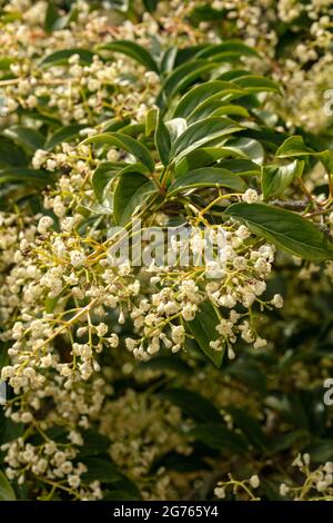 Fragrante Viburnum x hillieri ‘Winton’, arrowwood ‘Winton’, ritratto di piante naturali Foto Stock