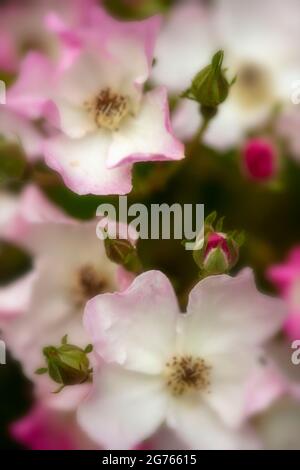 Prolifica Rosa ‘Ballerina’, rosa ‘Ballerina’, fiori in primo piano Foto Stock