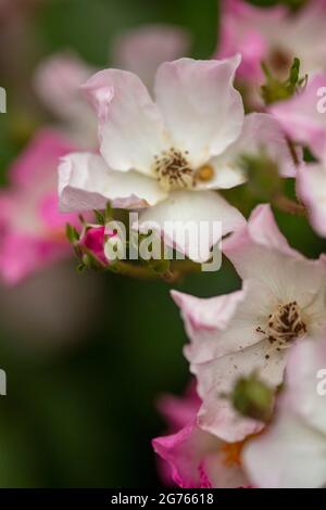 Prolifica Rosa ‘Ballerina’, rosa ‘Ballerina’, fiori in primo piano Foto Stock