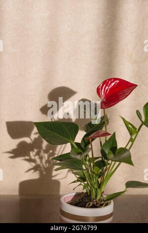 Houseplant rosso Anthurium andreanum. ombre del sole sulla parete. Sfondo beige. Foto Stock