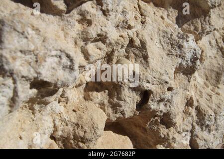 Fossile di un mare Urchin ha incorporato naturaly in una roccia in un letto di fiume asciutto in Reches Halukim, il deserto di Negev. Foto Stock