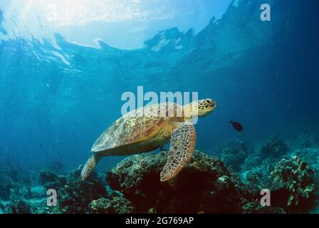 Tartaruga di mare verde che nuota sulla barriera corallina a Sipadin Island, Sabah, Borneo Foto Stock