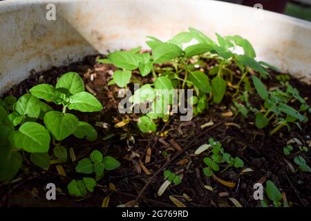 Foglie di basilico Santo germinante in terreno umido in pentola. Foglie di basilico giovani germogliano dai semi in mezzo alla luce solare Foto Stock