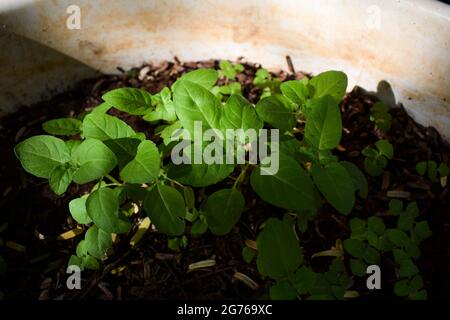 Foglie di basilico Santo germinante in terreno umido in pentola. Foglie di basilico giovani germogliano dai semi in mezzo alla luce solare Foto Stock