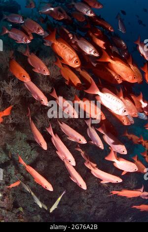 Scuola di Bigeyes a coda di mezzaluna a Hofza Thila, Maldive Foto Stock