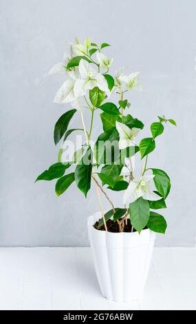 Bougainvillea bianca in una pentola su sfondo grigio Foto Stock