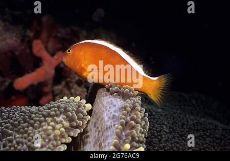 Anemonefish arancione sull'anemone ospite, Borneo Foto Stock