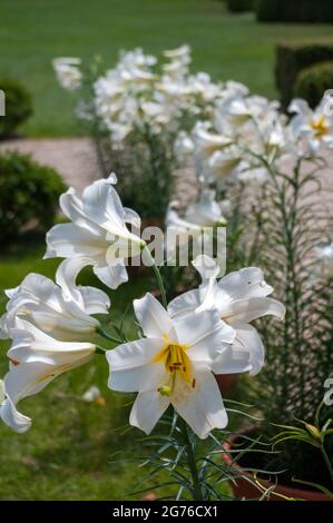 Gigli regali, lilium regale, che crescono nel giardino. Fiori bianchi puri. Foto Stock