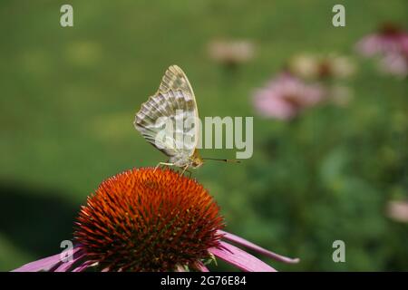 Kaisermantel Schmetterling (Argynnis paphia) auf einem roten Sonnenhut Foto Stock