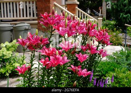 Fantastico liliy rosa (Lilium bulbiferum) in un giardino di fronte a Ottawa, Ontario, Canada. Foto Stock