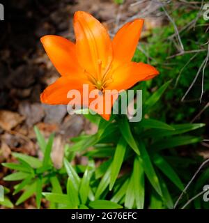 Fantastico liliy arancione incandescente (Lilium bulbiferum) durante l'estate in un giardino a Ottawa, Ontario, Canada. Foto Stock