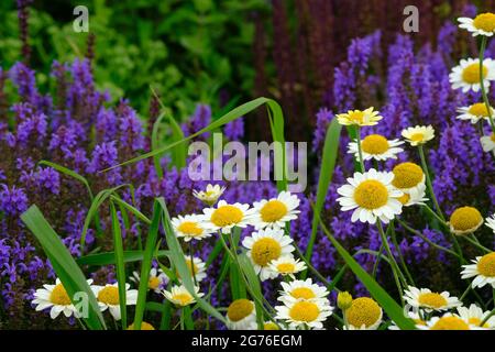 L'estate fiorisce! Daisy (Leuchanthemum vulgare) e un fiore viola alto come l'erica dietro. Foto Stock