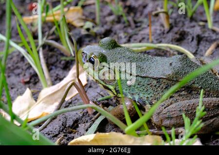 Rana verde (Lithobates clamitans) seduto nei germogli verdi al bordo di un laghetto a Ottawa, Ontario, Canada. Foto Stock