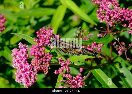 Farfalla monarca su un'erba del latte rosa (Asclepias incarnata) in un giardino a Ottawa, Ontario, Canada. Foto Stock