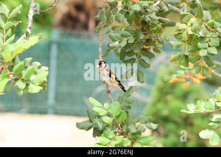 Bellissimo e colorato Goldfinch arroccato sul ramo di carruba in Spagna Foto Stock