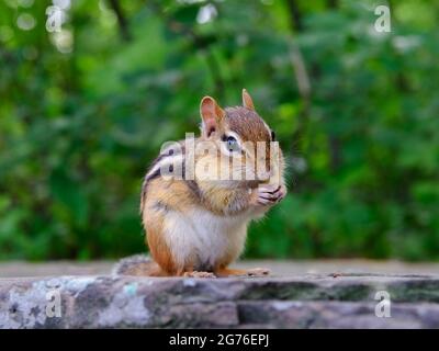 Chippunk orientale molto carino (Tamias striatus) seduto su una roccia, mangiare noci e semi. Foto Stock