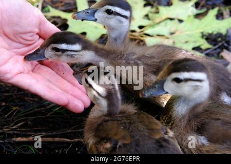 Baby legno anatra (Aix sponsora) pulcini godendo di alcuni semi di girasole da una mano sulle rive del fiume Ottawa, Ottawa, Ontario, Canada. Foto Stock