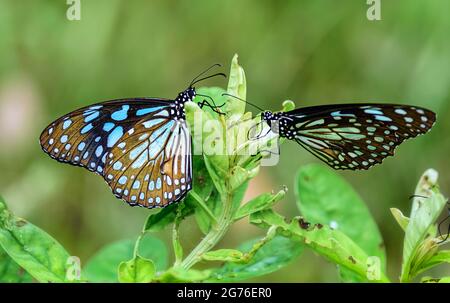 Blue Tiger, Tirumala limniace, farfalla di alimentazione sui fiori Foto Stock