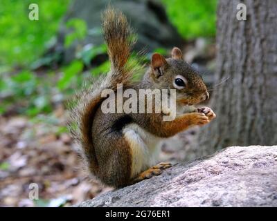 Scoiattolo rosso americano (Tamiasciurus hudsonicus) mangiare semi di girasole su una roccia, che si presenta estremamente carino. Ottawa, Ontario, Canada. Foto Stock